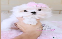 Bichón Maltés perros en venta: Bichon maltes coreano miniatura  - Imagen 3