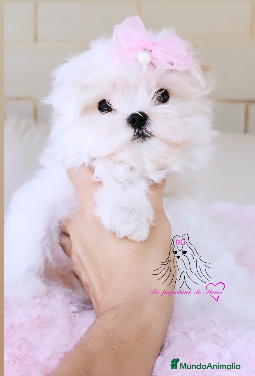 Bichón Maltés perros en venta: Bichon maltes coreano miniatura  - Imagen 3