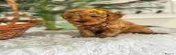 Caniche Toy perros en venta: CANCIHE ROJO - Anuncio 19