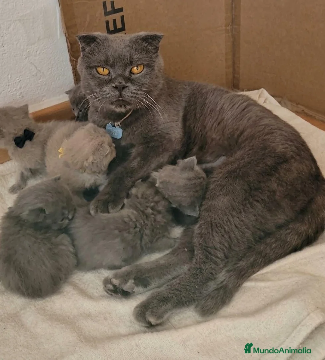 Británico de Pelo Corto gatos en venta: Gatitos Brithish shorthair y Scottish fold  - Anuncio 1