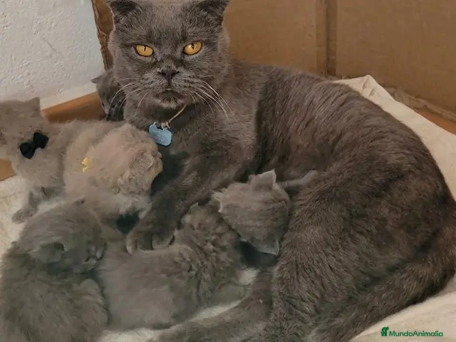 Británico de Pelo Corto gatos en venta: Gatitos Brithish shorthair y Scottish fold - Anuncio 1