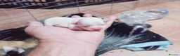 Chihuahua perros en venta: Camada Flapi Chihuahua  - Anuncio 5