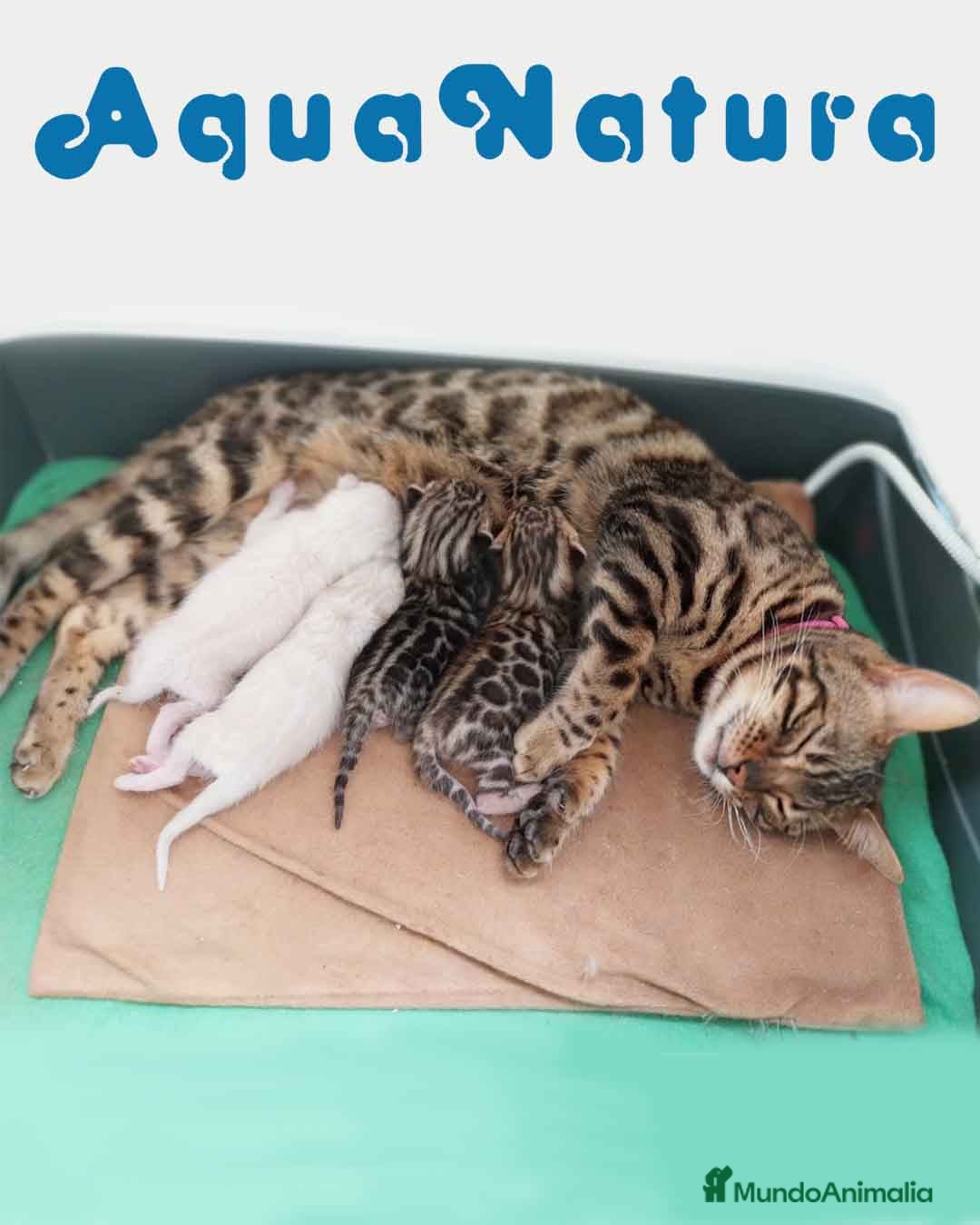 Bengalí gatos Camada Bengali AQUANATURA en Barcelona - Anuncio 2