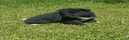 Akita Americano perros en venta: Akita americano - Anuncio 4
