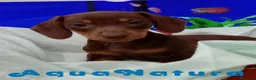 Teckel perros en venta: Teckel Hembra de Kily y Tilo 7008 - AQUANATURA en Barcelona - Anuncio 1