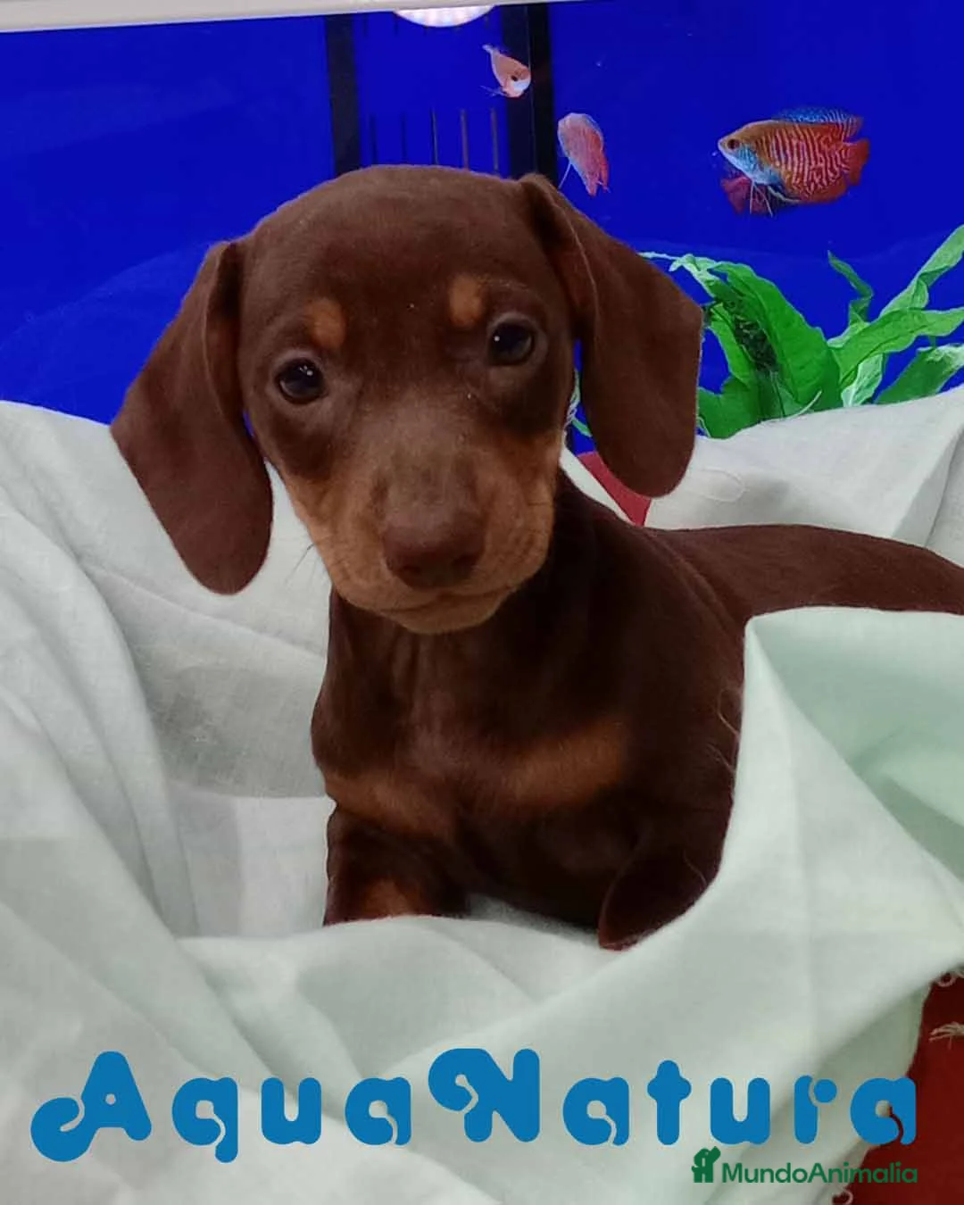 Teckel perros en venta: Teckel Hembra de Kily y Tilo 7008 - AQUANATURA en Barcelona - Anuncio 1