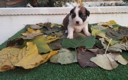Border Collie perros en venta: GRAN CAMADA DE BORDER COLLIE - Imagen 8