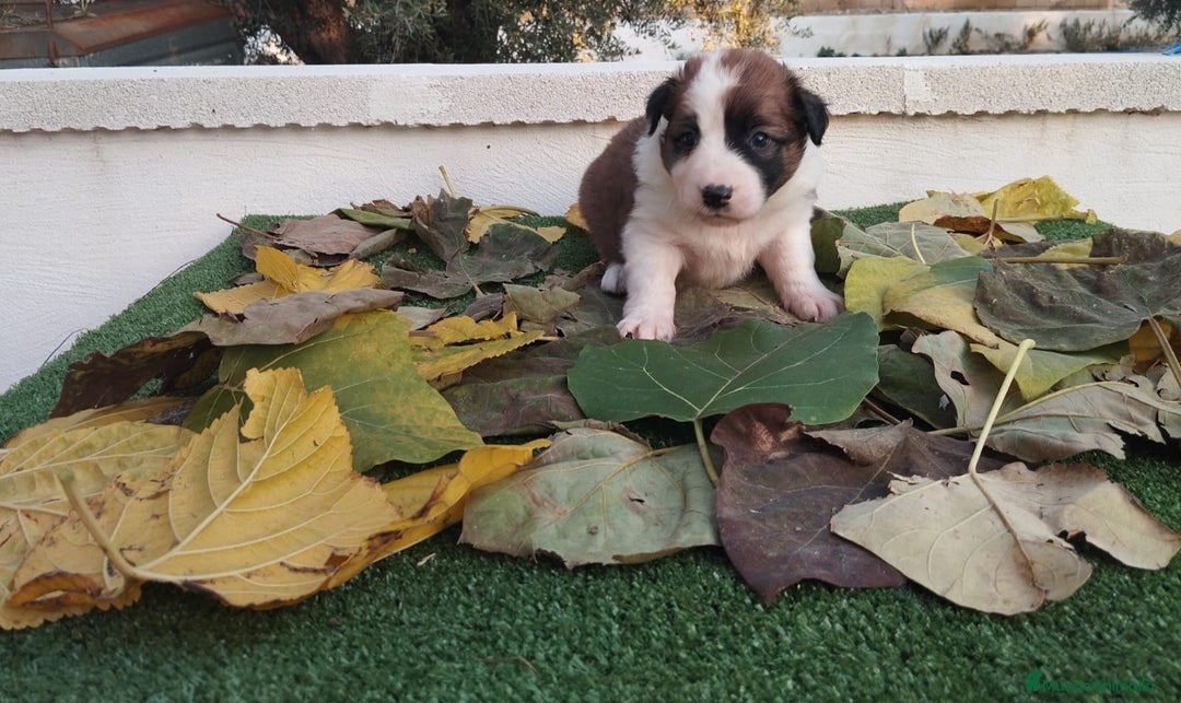 Border Collie perros en venta: GRAN CAMADA DE BORDER COLLIE - Imagen 8