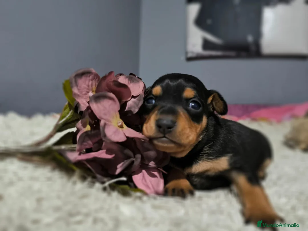 Pinscher Miniatura perros en venta: Cachorro Mini Pinscher - Anuncio 5