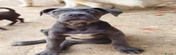Cane Corso perros en venta: Cane corso  - Anuncio 2