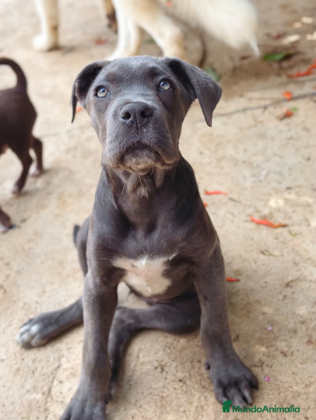 Cane Corso perros en venta: Cane corso  - Anuncio 2