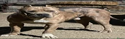 American Pit Bull Terrier perros en venta: American pitbull terrier  - Anuncio 6