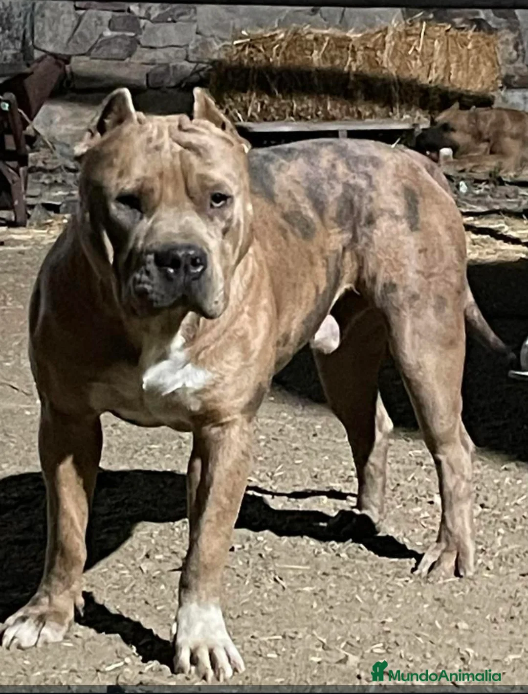 American Pit Bull Terrier perros en venta: American pitbull terrier  - Anuncio 6