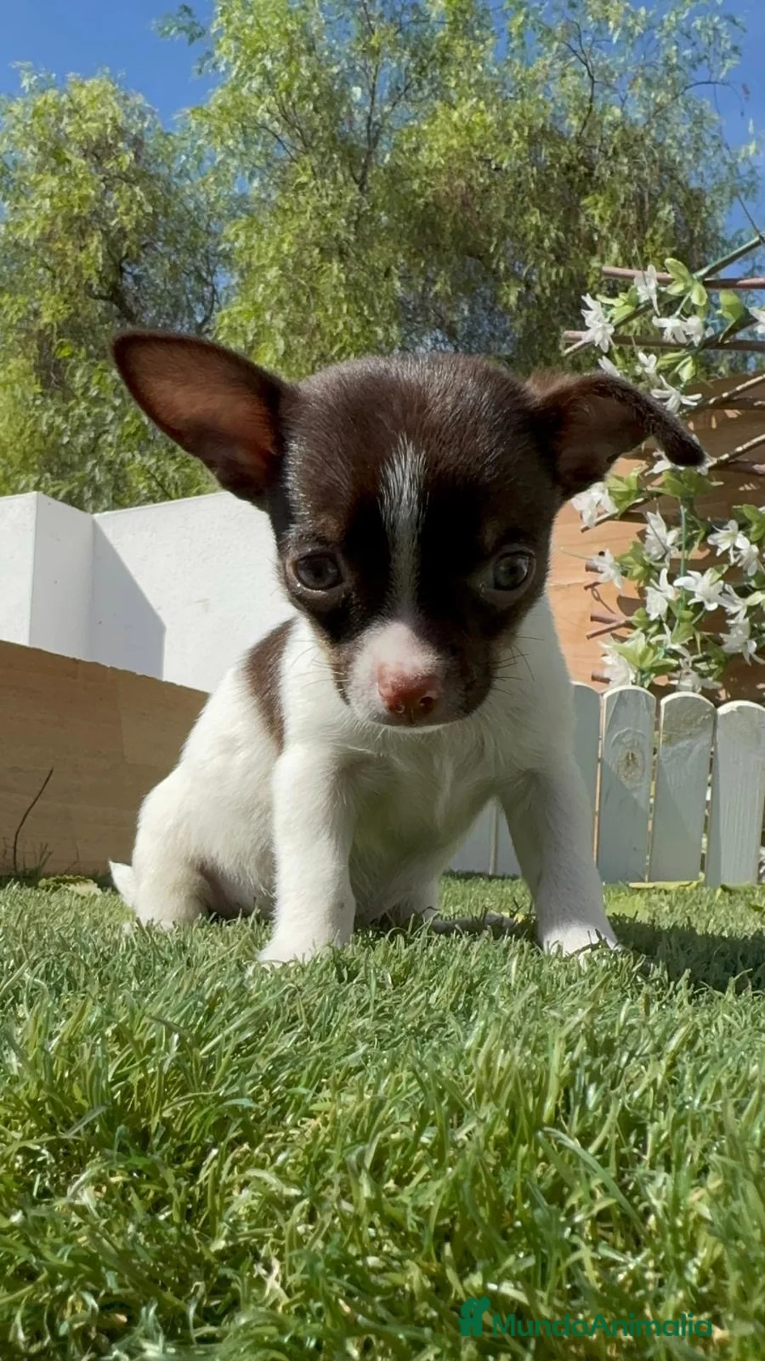 Chihuahua perros en venta: CHIHUAHUA - MACHO - Anuncio 2