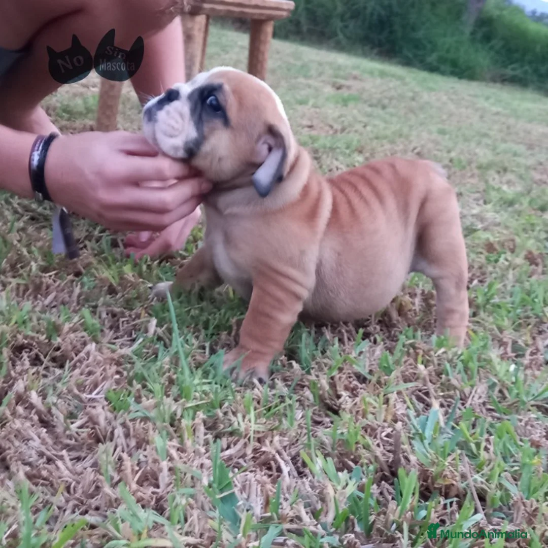 Imagen de galería {{count}}