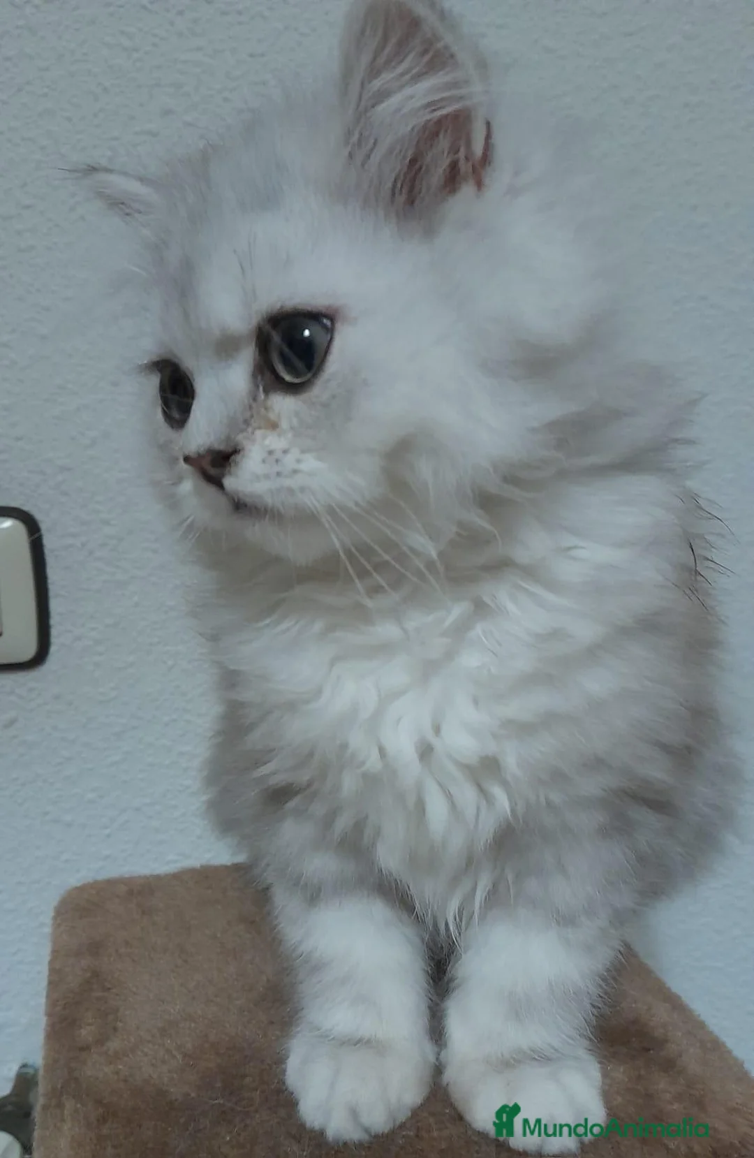Persa gatos en venta: Persa chinchilla  - Anuncio 1