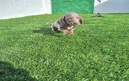 Teckel Miniatura perros en venta: TECKEL MINIATURA ISABELA - Imagen 1