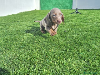 Teckel Miniatura perros - Anuncio 1