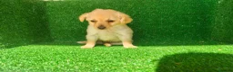Maltipoo perros en venta: Maltipo  - Anuncio 9
