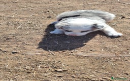Border Collie perros en venta: PRECIOSA CACHORRA BORDER COLLIE MERLE - Imagen 1