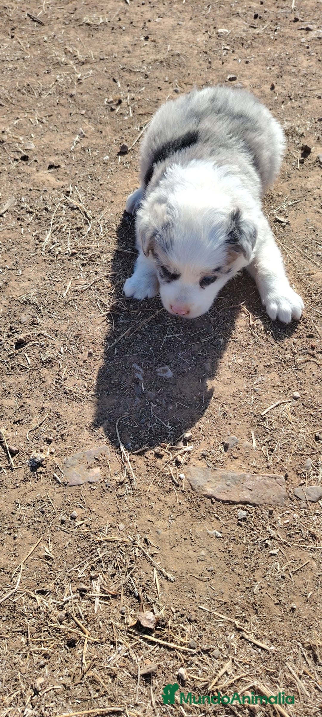 Border Collie perros en venta: PRECIOSA CACHORRA BORDER COLLIE MERLE - Imagen 1