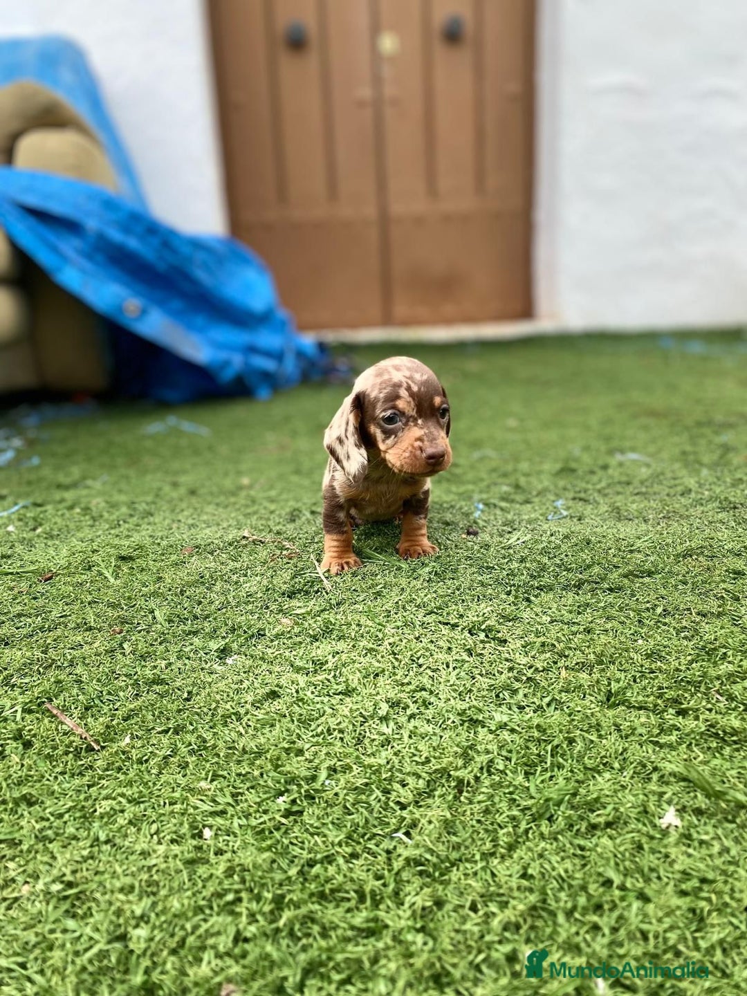 Teckel Miniatura perros en venta: Teckel miniatura varios colores  - Anuncio 3