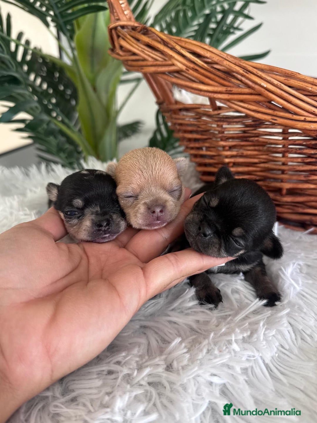 Chihuahua perros en venta: CHIHUAHUA - Imagen 8
