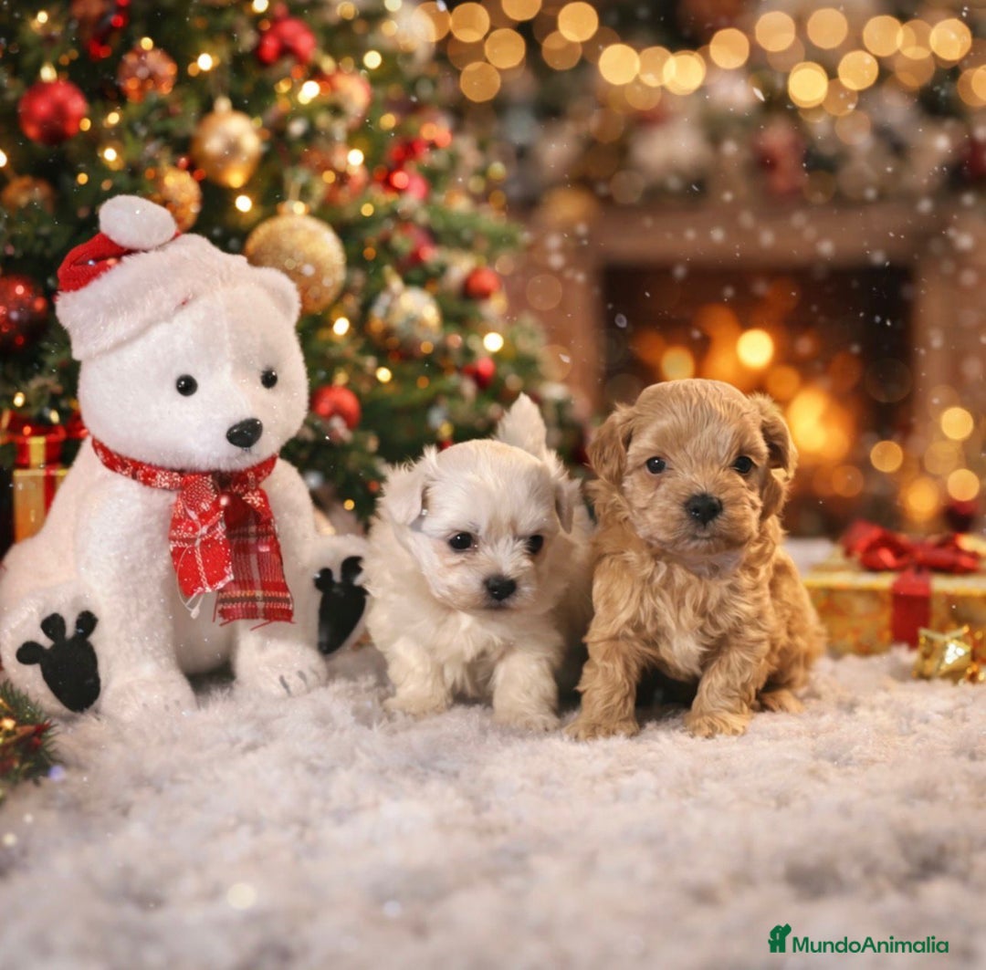 Maltipoo perros en venta: Maltipoo - Anuncio 3