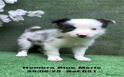 Border Collie perros en venta: BORDER COLLIE hembras Blue Merle - Imagen 30