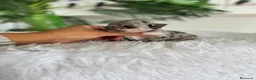 Chihuahua perros en venta: CHIHUAHUA  - Anuncio 12