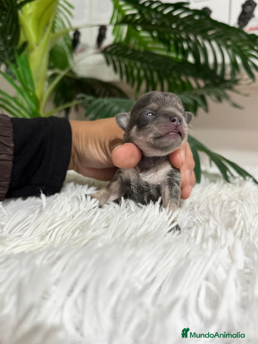 Chihuahua perros en venta: Chihuahua Blue hembra - Anuncio 15