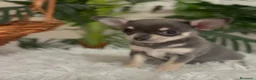 Chihuahua perros en venta: CHIHUAHUA 🎀 - Anuncio 2