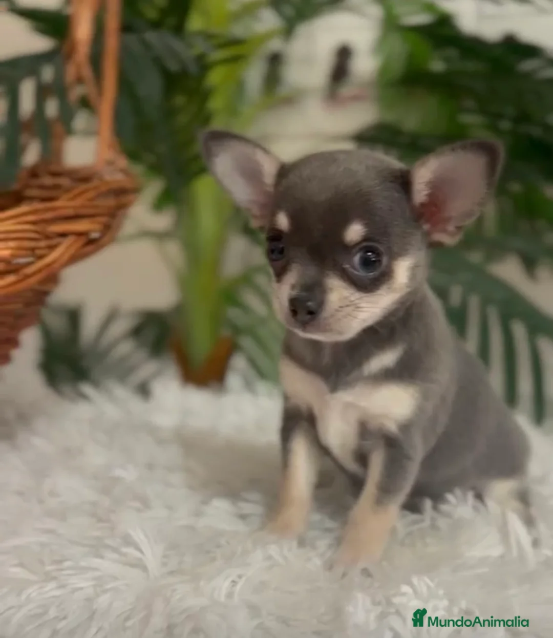 Chihuahua perros en venta: CHIHUAHUA 🎀 - Anuncio 2