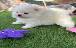 Pomerania perros en venta: Pomerania macho toy para diciembre.  - Imagen 4