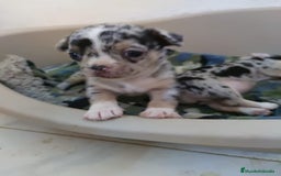 Chihuahua perros en venta: Hembra de chihuahua  - Imagen 4