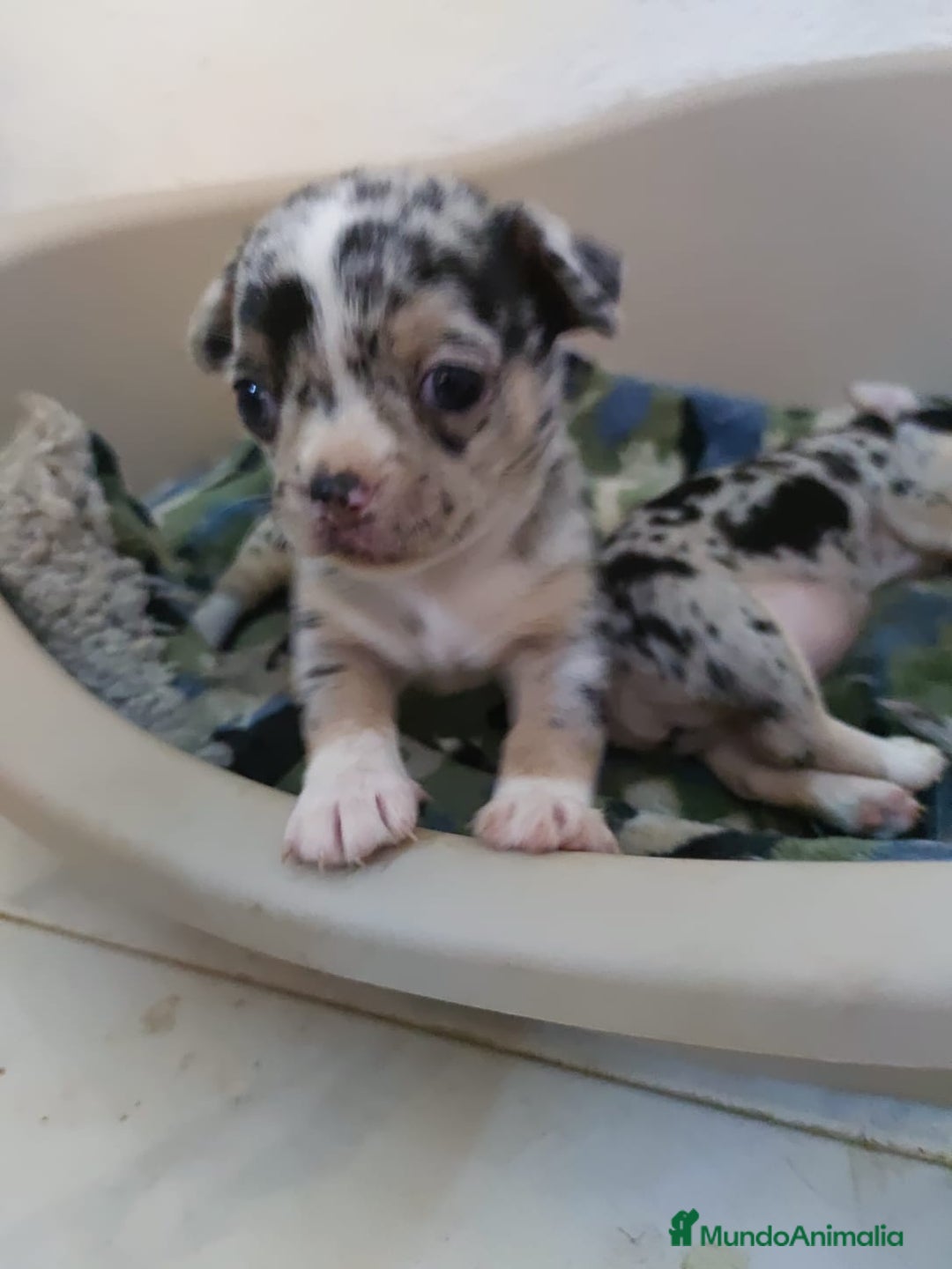 Chihuahua perros en venta: Hembra de chihuahua  - Imagen 4
