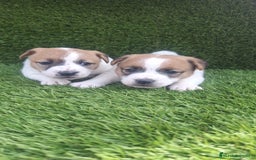 Jack Russell Terrier perros en venta: Jack Russell juguetones  - Imagen 2