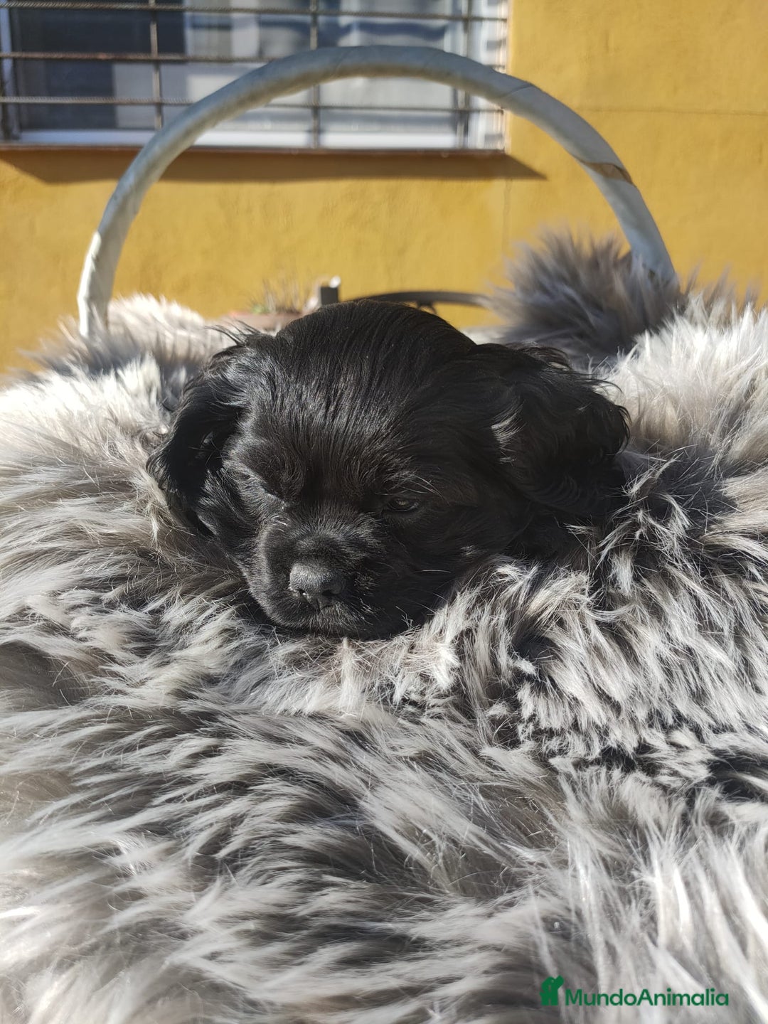 Cocker Spaniel Americano perros en venta: Cocker Americano de Carfi - Anuncio 12