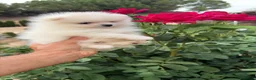 Pomerania perros en venta: Pomerania macho miniatura !!! - Anuncio 3