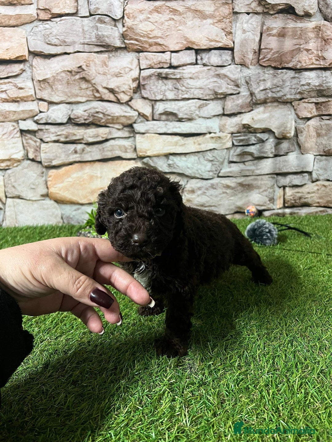 Perro de Agua Español perros en venta: CACHORRITOS PERRO DE AGUA CHOCOLATE - Anuncio 1