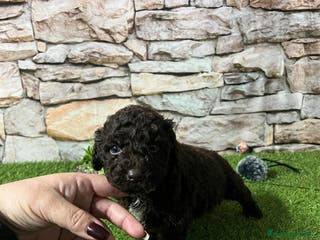 Perro de Agua Español perros CACHORRITOS PERRO DE AGUA CHOCOLATE - Anuncio 1