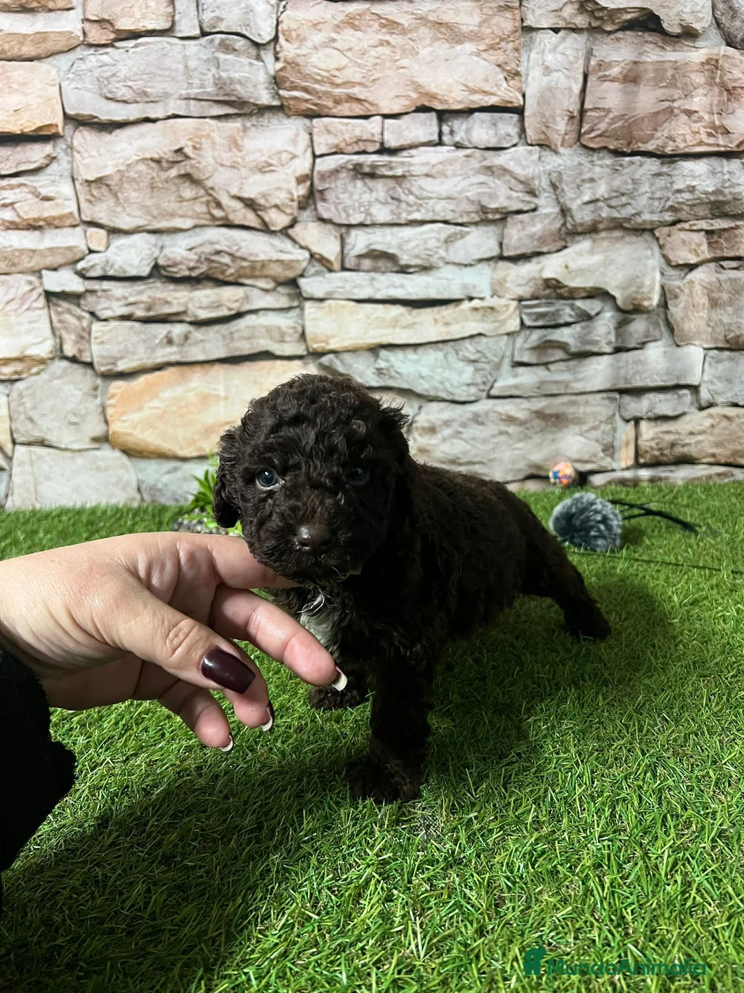 Perro de Agua Español perros en venta: CACHORRITOS PERRO DE AGUA CHOCOLATE - Anuncio 1