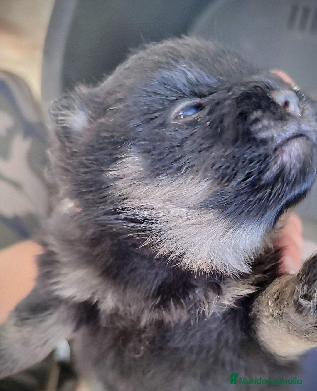 Pomerania perros en venta: Lulú de Pomerania cachorro - Anuncio 6