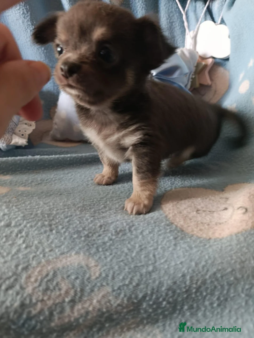 Chihuahua perros en venta: Macho chihuahua  - Anuncio 2