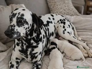 Dálmata perros Preciosos dalmatas - Anuncio 3