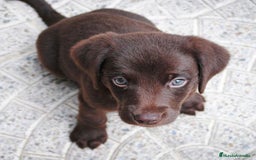 Labrador Retriever perros en venta: 🐶 Labrador – nobles, juguetones y familiares 💛 - Imagen 1