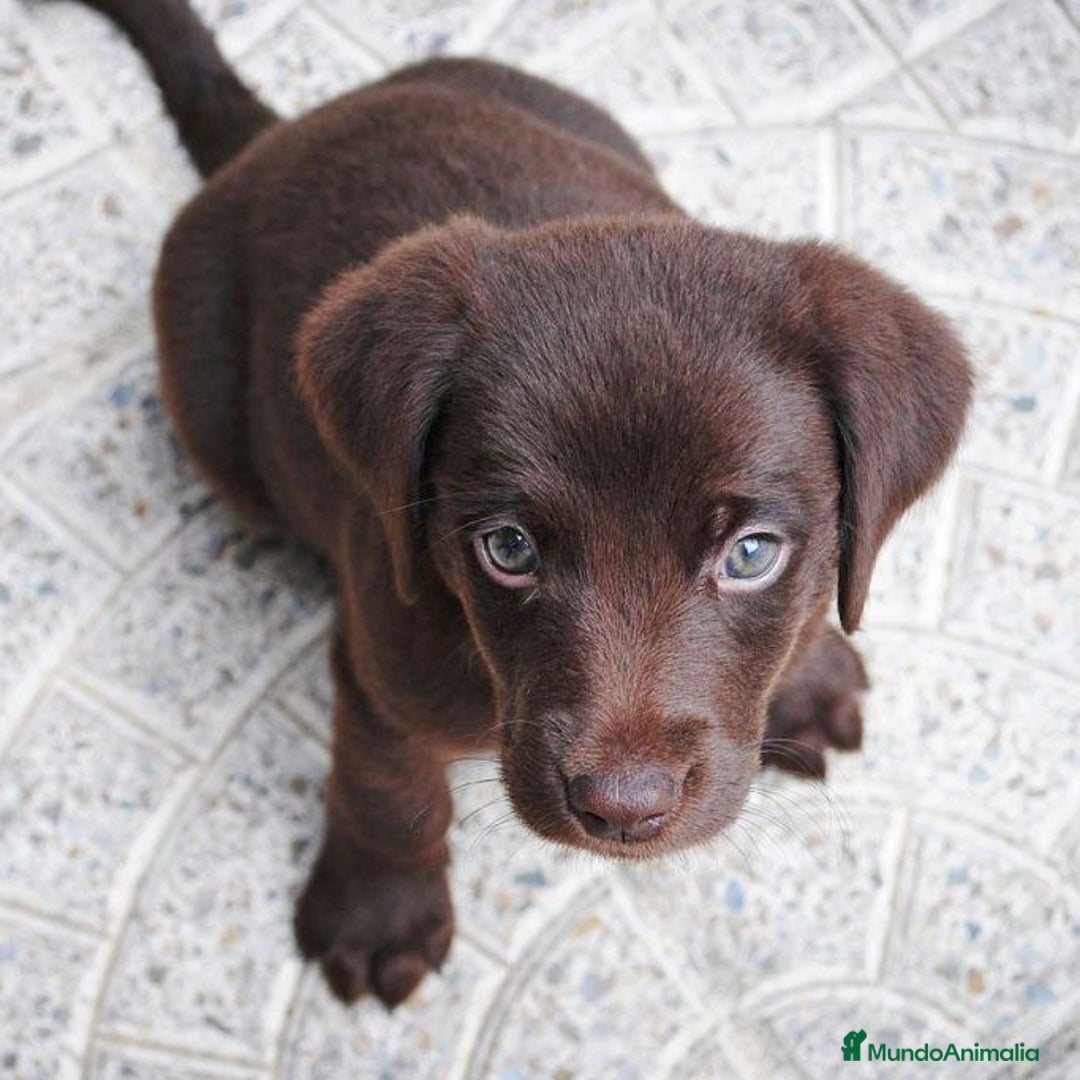 Labrador Retriever perros en venta: 🐶 Labrador – nobles, juguetones y familiares 💛 - Imagen 1
