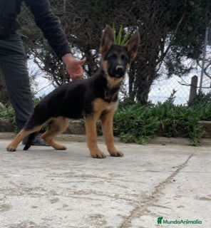 Pastor Alemán perros PASTOR ALEMAN en Barcelona - Anuncio 9