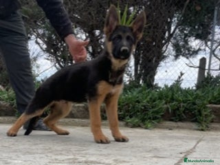Pastor Alemán perros en Barcelona - Anuncio 4