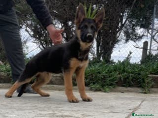 Pastor Alemán perros PASTOR ALEMAN en Barcelona - Anuncio 4